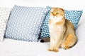 Beautiful purebred scottish fold red ginger peach ticked cat in a modern stylish interior against the background of Royalty Free Stock Photo