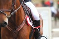 Head shot closeup of a beautiful award winner racehorse