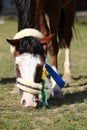 Headshot closeup of an award winner sport horse on green natural Royalty Free Stock Photo