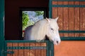 Purebred white horse looking over the stable door. Royalty Free Stock Photo