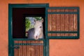 Beautiful purebred white horse looking over the stable door Royalty Free Stock Photo