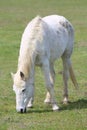 Animal on a pasture. Horse eats grass. Mare on meadow Royalty Free Stock Photo