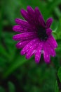 Beautiful purple african daisy flower with water drops on blossom Royalty Free Stock Photo