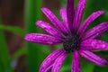 Beautiful purple african daisy flower with water drops on blossom Royalty Free Stock Photo