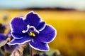 Beautiful, purple African violet flower in a meadow during autumn Royalty Free Stock Photo