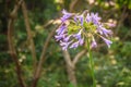 Beautiful purple Agapanthus africanus flower (African lily or li Royalty Free Stock Photo