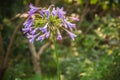 Beautiful purple Agapanthus africanus flower (African lily or li Royalty Free Stock Photo