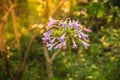 Beautiful purple Agapanthus africanus flower (African lily or li Royalty Free Stock Photo