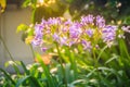 Beautiful purple Agapanthus africanus flower (African lily or li Royalty Free Stock Photo