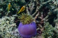 Beautiful purple alive coral with yellow small fish around in the ocean at Maldives Royalty Free Stock Photo