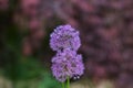 Beautiful purple Allium flower in the summer. Royalty Free Stock Photo