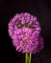 Beautiful Purple Allium Giganteum flower head on a Black background. Vibrant Balls of Decorative Onion Flower. Spring Royalty Free Stock Photo