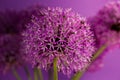 Beautiful Purple Allium Giganteum flower head on a Violet background. Vibrant Balls of Decorative Onion Flower. Spring Royalty Free Stock Photo