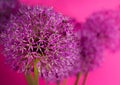 Beautiful Purple Allium Giganteum flower head on a Violet background. Vibrant Balls of Decorative Onion Flower. Spring Royalty Free Stock Photo