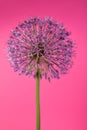 Beautiful Purple Allium Giganteum flower head on a Violet background. Vibrant Balls of Decorative Onion Flower. Spring Royalty Free Stock Photo