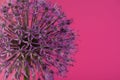 Beautiful Purple Allium Giganteum flower head on a Violet background. Vibrant Balls of Decorative Onion Flower. Spring Royalty Free Stock Photo