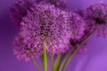 Beautiful Purple Allium Giganteum flower head on a Violet background. Vibrant Balls of Decorative Onion Flower. Spring Royalty Free Stock Photo