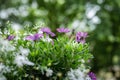 Beautiful purple American daisy flowers and white lobelia flowers. balcony. Large blurry trees in the background Royalty Free Stock Photo