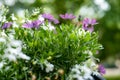 Beautiful purple American daisy flowers and white lobelia flowers. balcony. Large blurry trees in the background Royalty Free Stock Photo