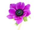 Beautiful purple anemone flower