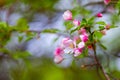 Beautiful purple Apple blossoms. Spring Royalty Free Stock Photo