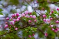 Beautiful purple Apple blossoms. Spring Royalty Free Stock Photo