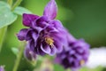 Beautiful Purple Aquilegia Bloom