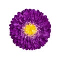 Beautiful purple Aster flower isolated on white background. Callistephus chinensis with bright purple petals and yellow middle. Royalty Free Stock Photo