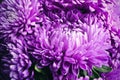 Beautiful purple asters as background, closeup. Autumn flowers Royalty Free Stock Photo