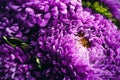 Beautiful purple asters as background. Autumn flowers Royalty Free Stock Photo