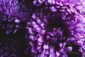 Beautiful purple asters as background, closeup. Autumn flowers Royalty Free Stock Photo