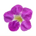 Purple asystasia gangetica flower on white background