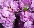 Beautiful Purple Azalea Flowers in Full Bloom Royalty Free Stock Photo