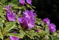 Full bloom elegant purple azalea flower Royalty Free Stock Photo