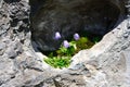 Beautiful purple bell flowers Campanula alpina Jacq, Alpine bell in the switzerland alps