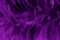 Beautiful Purple bird feathers pattern texture background