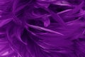 Beautiful Purple bird feathers pattern texture background