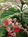 beautiful purple bleeding heart vine flowers in the garden