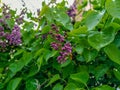 Beautiful purple bloom flowers and green leafs bush in the nature environment warm day picnic park closeup Royalty Free Stock Photo