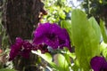 Beautiful purple blooming Dendrobium orchids flowers in the tropical garden. Royalty Free Stock Photo