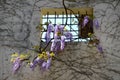 Beautiful purple blooming wisteria at bardini garden in Florence Royalty Free Stock Photo