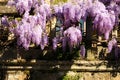 Beautiful purple blooming wisteria in a garden in Florence Royalty Free Stock Photo