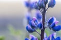 Alaskan Lupine plant in Iceland closeup macro