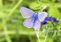 Beautiful purple and blue colored butterfly