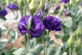 Beautiful purple and blue rose in the garden Royalty Free Stock Photo