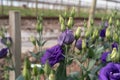 Beautiful purple and blue rose in the garden Royalty Free Stock Photo