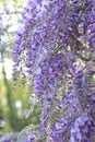 Wisteria in flower Royalty Free Stock Photo