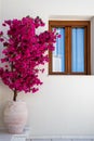 Beautiful purple bougainvillea in bloom in a terracotta vase with horizontal ribs, in front of a white wall with a window Royalty Free Stock Photo