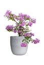 Beautiful purple Bougainvillea flower bloom in pot isolated on white background. Royalty Free Stock Photo