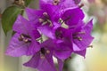 The Beautiful Purple  Bougainvillea, Greece , Close Up Royalty Free Stock Photo